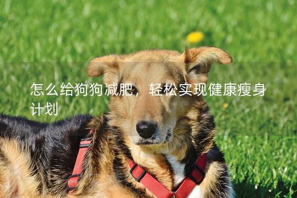 怎么給狗狗減肥，輕松實(shí)現(xiàn)健康瘦身計(jì)劃