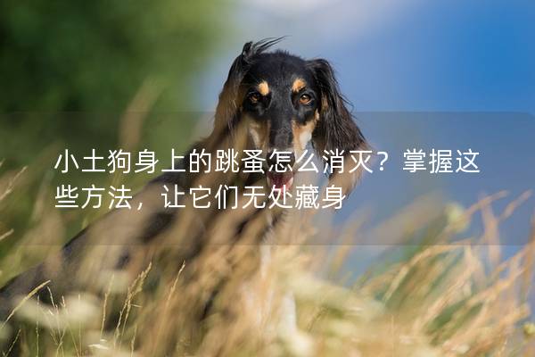 小土狗身上的跳蚤怎么消滅？掌握這些方法，讓它們無處藏身