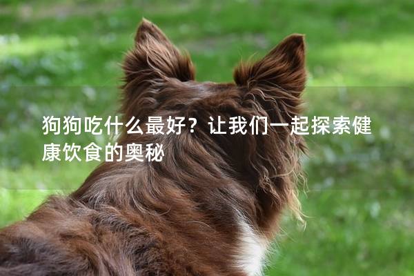 狗狗吃什么最好?讓我們一起探索健康飲食的奧秘 狗狗吃什么最好?讓我們一起探索健康飲食的奧秘