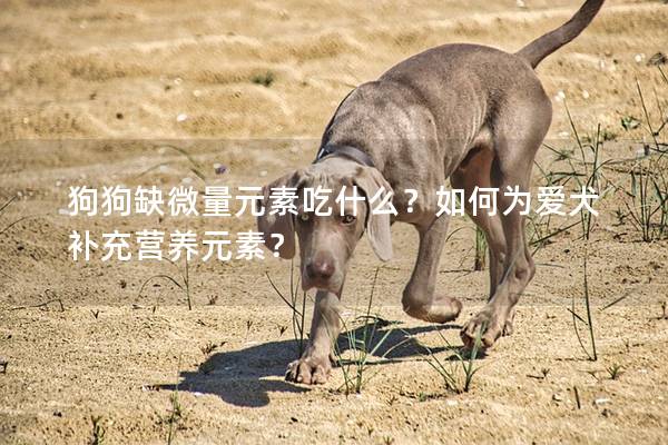 狗狗缺微量元素吃什么？如何為愛犬補充營養元素？