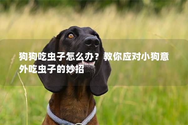 狗狗吃蟲子怎么辦？教你應對小狗意外吃蟲子的妙招