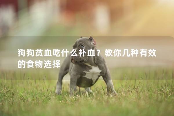 狗狗貧血吃什么補血？教你幾種有效的食物選擇