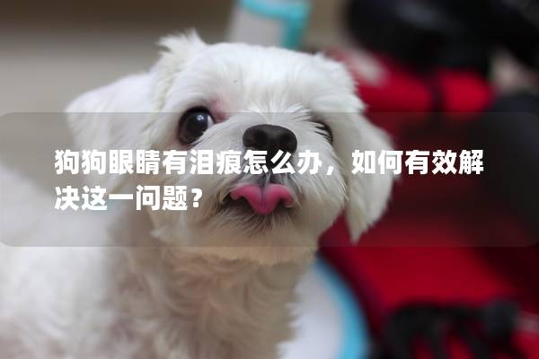 狗狗眼睛有淚痕怎么辦，如何有效解決這一問題？