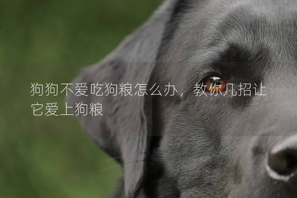 狗狗不愛吃狗糧怎么辦,教你幾招讓它愛上狗糧 狗狗不愛吃狗糧怎么辦,教你幾招讓它愛上狗糧