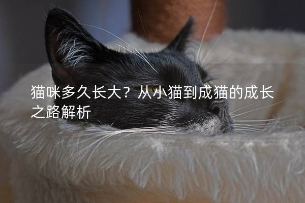 貓咪多久長大？從小貓到成貓的成長之路解析