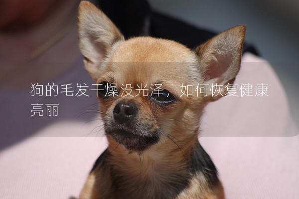 狗的毛發干燥沒光澤,如何恢復健康亮麗 狗的毛發干燥沒光澤,如何恢復健康亮麗