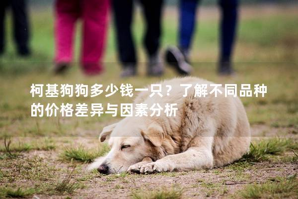 柯基狗狗多少錢一只？了解不同品種的價格差異與因素分析