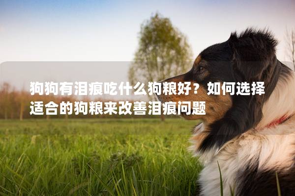 狗狗有淚痕吃什么狗糧好？如何選擇適合的狗糧來改善淚痕問題