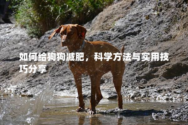 如何給狗狗減肥，科學方法與實用技巧分享