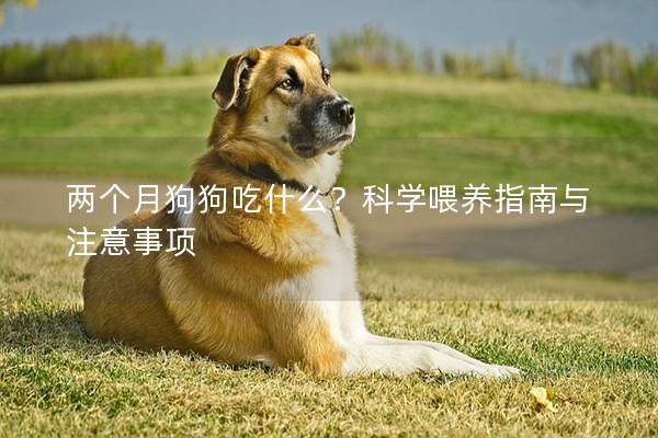 兩個月狗狗吃什么？科學喂養指南與注意事項