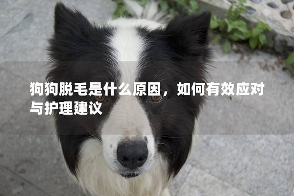 狗狗脫毛是什么原因，如何有效應對與護理建議