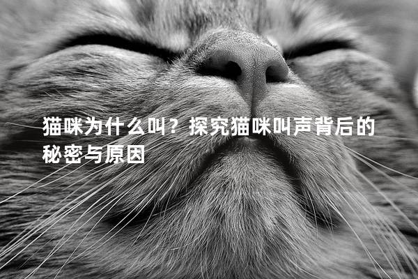 貓咪為什么叫?探究貓咪叫聲背后的秘密與原因 貓咪為什么叫?探究貓咪叫聲背后的秘密與原因