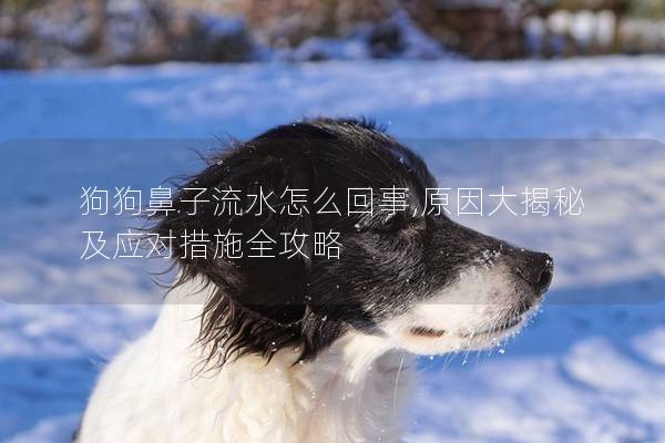 狗狗鼻子流水怎么回事,原因大揭秘及應對措施全攻略