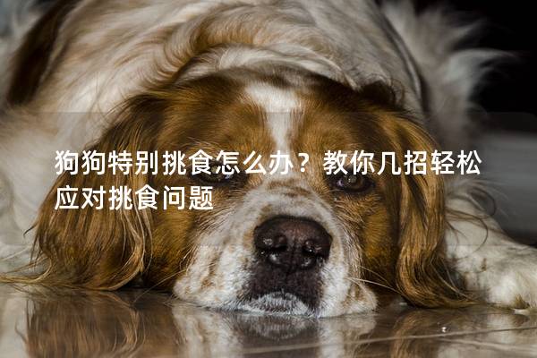 狗狗特別挑食怎么辦？教你幾招輕松應對挑食問題