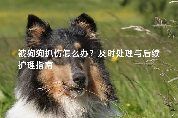 被狗狗抓傷怎么辦？及時處理與后續護理指南