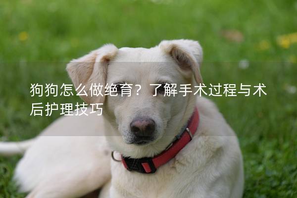 狗狗怎么做絕育?了解手術過程與術后護理技巧 狗狗怎么做絕育?了解手術過程與術后護理技巧