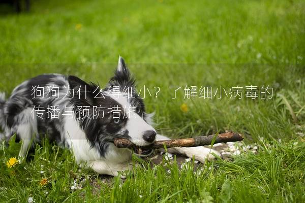 狗狗為什么得細??？了解細小病毒的傳播與預防措施