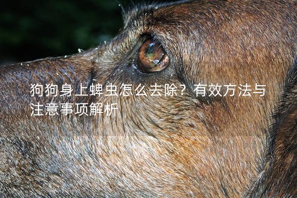 狗狗身上蜱蟲怎么去除？有效方法與注意事項(xiàng)解析