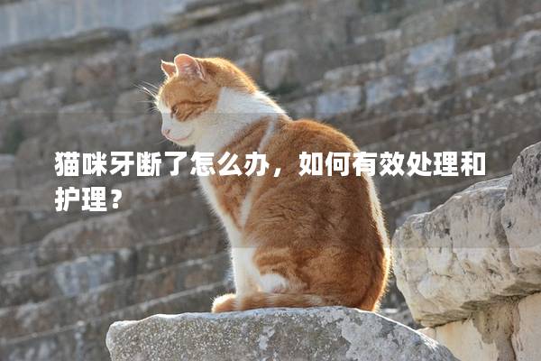 貓咪牙斷了怎么辦，如何有效處理和護理？