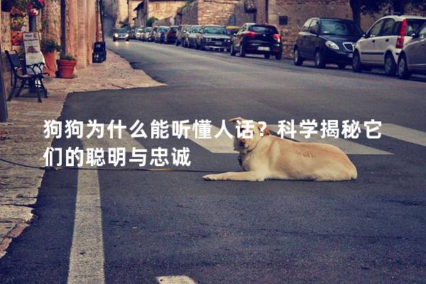 狗狗為什么能聽(tīng)懂人話(huà)？科學(xué)揭秘它們的聰明與忠誠(chéng)