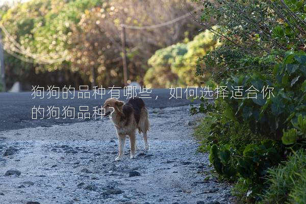狗狗的品種有哪些，如何選擇適合你的狗狗品種？