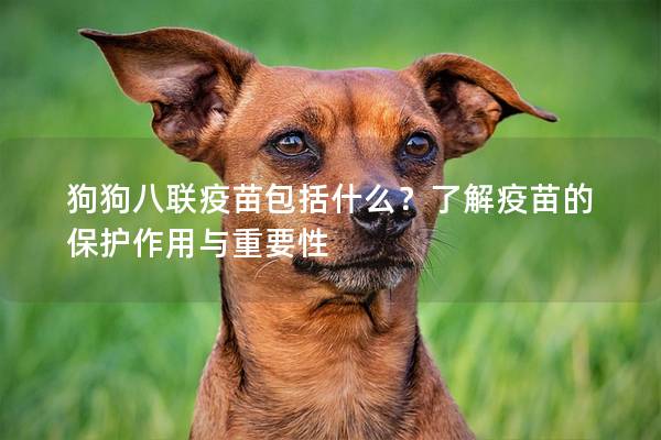 狗狗八聯(lián)疫苗包括什么？了解疫苗的保護作用與重要性