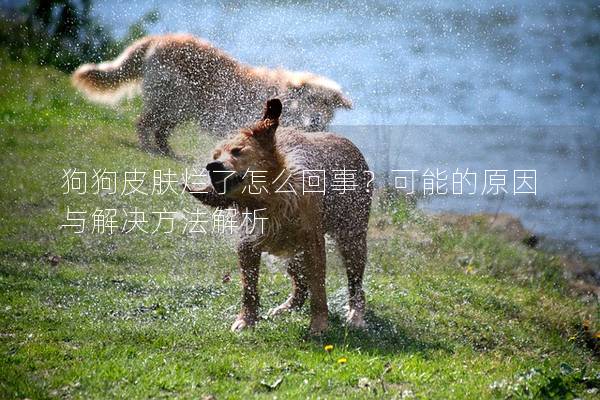 狗狗皮膚爛了怎么回事？可能的原因與解決方法解析