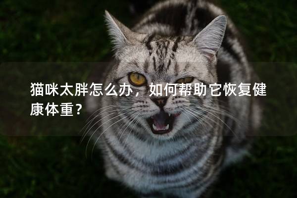 貓咪太胖怎么辦，如何幫助它恢復健康體重？
