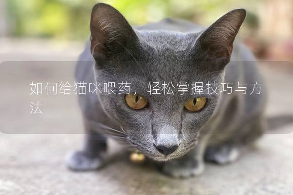 如何給貓咪喂藥，輕松掌握技巧與方法