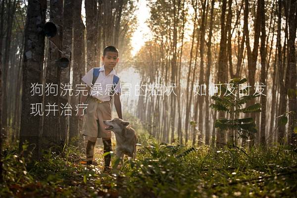 狗狗洗完澡感冒的癥狀，如何及時發現并治療