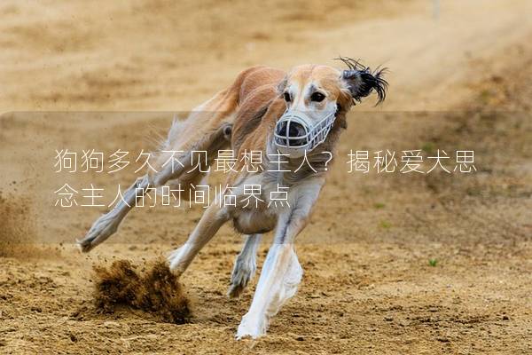 狗狗多久不見最想主人?揭秘愛犬思念主人的時間臨界點 狗狗多久不見最想主人?揭秘愛犬思念主人的時間臨界點