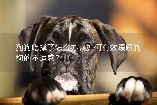 狗狗吃撐了怎么辦，如何有效緩解狗狗的不適感？