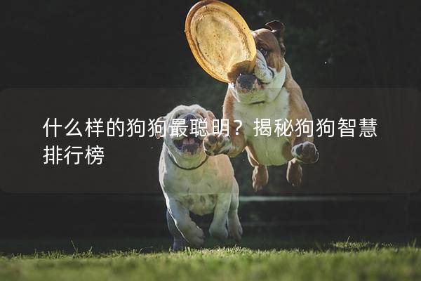 什么樣的狗狗最聰明？揭秘狗狗智慧排行榜