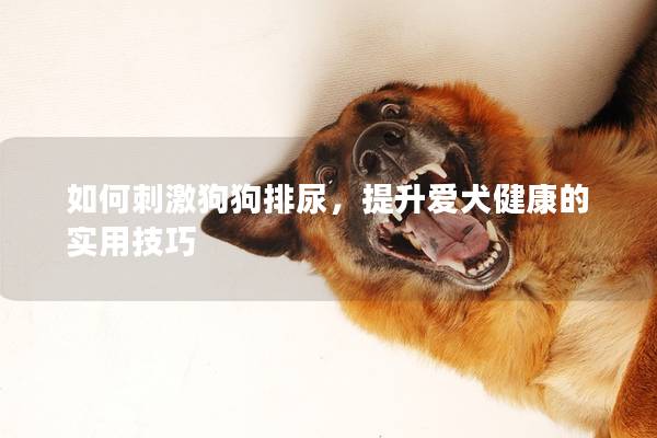 如何刺激狗狗排尿，提升愛犬健康的實用技巧