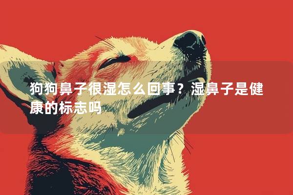 狗狗鼻子很濕怎么回事？濕鼻子是健康的標(biāo)志嗎