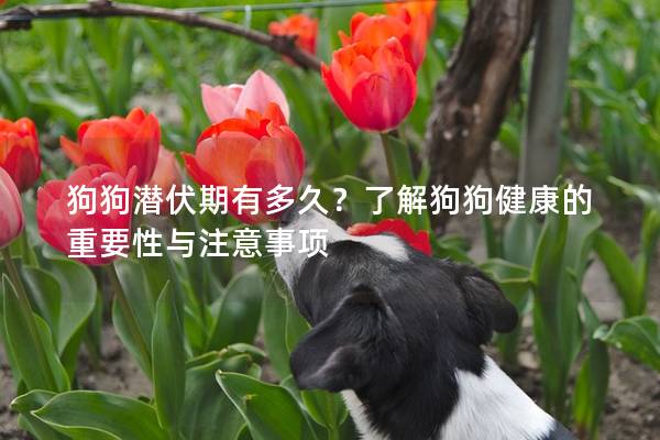 狗狗潛伏期有多久？了解狗狗健康的重要性與注意事項