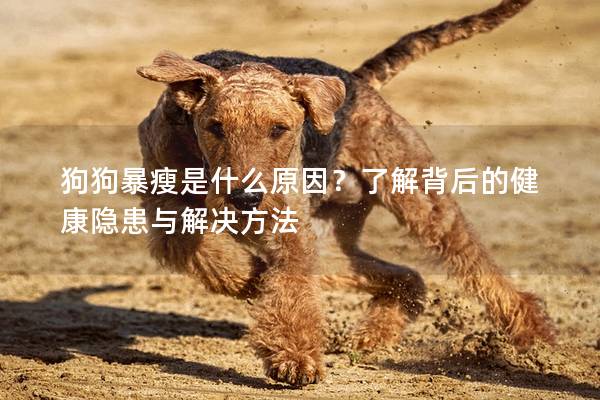 狗狗暴瘦是什么原因？了解背后的健康隱患與解決方法