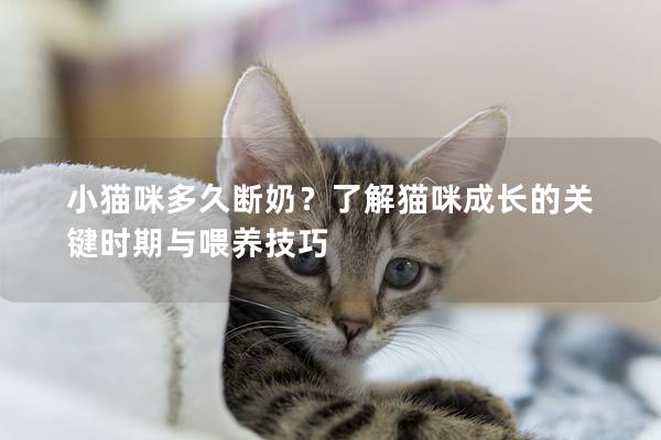 小貓咪多久斷奶？了解貓咪成長的關(guān)鍵時期與喂養(yǎng)技巧