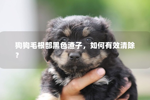 狗狗毛根部黑色渣子，如何有效清除？