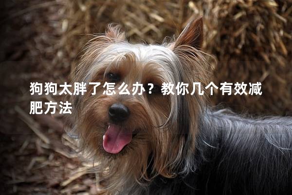 狗狗太胖了怎么辦？教你幾個有效減肥方法