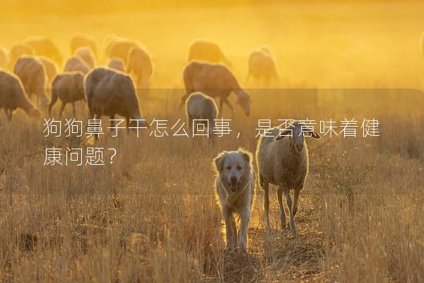 狗狗鼻子干怎么回事，是否意味著健康問題？