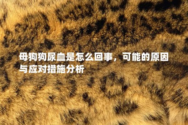 母狗狗尿血是怎么回事，可能的原因與應對措施分析