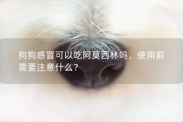 狗狗感冒可以吃阿莫西林嗎,使用前需要注意什么? 狗狗感冒可以吃阿莫西林嗎,使用前需要注意什么?