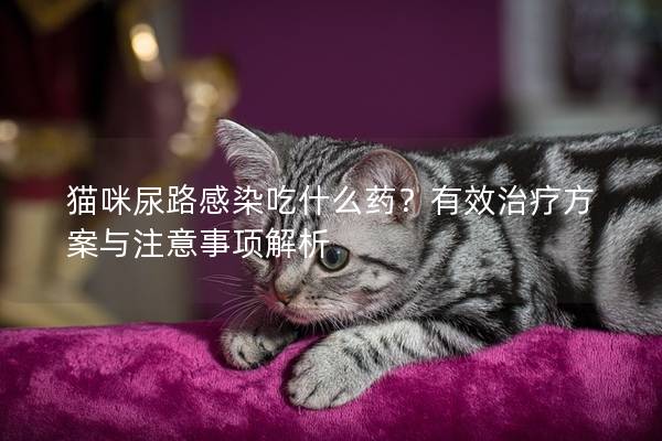 貓咪尿路感染吃什么藥？有效治療方案與注意事項(xiàng)解析