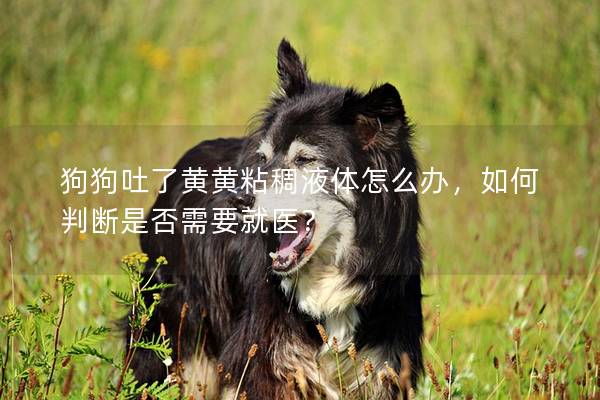 狗狗吐了黃黃粘稠液體怎么辦，如何判斷是否需要就醫？