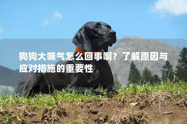 狗狗大喘氣怎么回事啊？了解原因與應對措施的重要性