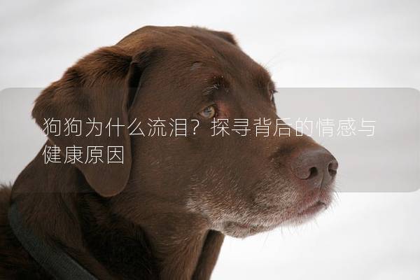 狗狗為什么流淚？探尋背后的情感與健康原因