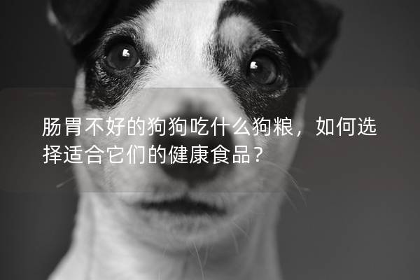腸胃不好的狗狗吃什么狗糧，如何選擇適合它們的健康食品？