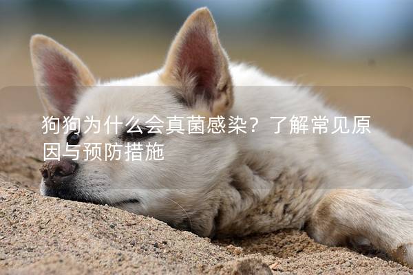 狗狗為什么會真菌感染？了解常見原因與預(yù)防措施