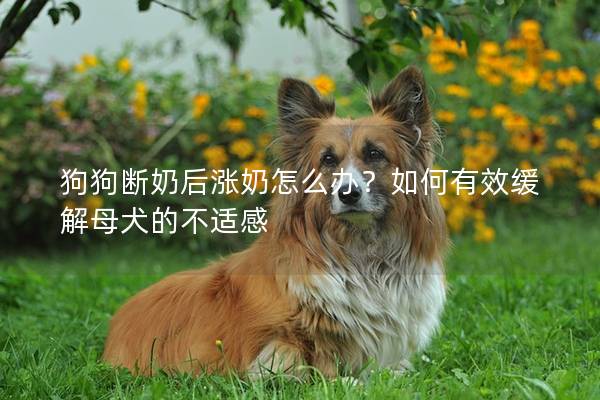 狗狗斷奶后漲奶怎么辦？如何有效緩解母犬的不適感